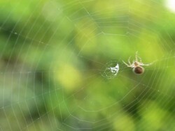 spider making a web Stock Footage
