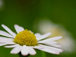 R/F shot of daisy flower head Stock Footage