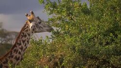 Masai Giraffe in Nairobi, Kenya Stock Footage