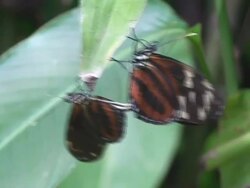 Mating butteflies, Heliconius Stock Footage