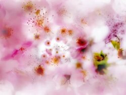 INSIDE TOP OF PINK BLOSSOMING TREE. bright multilayered version. loop. Stock Footage