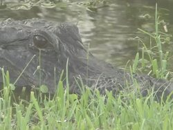 Big alligator 3 Stock Footage
