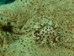 ECU Shot of Single sea cucumber crab resting on large sea cucumber / Pemba, Cabo Delgado, Mozambique Stock Footage