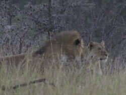  MS Lions lying in grass surrounded by trees / Tanzania Stock Footage