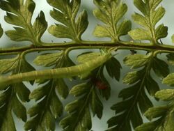 Close Up pan-right tilt-down - A carnivorous caterpillar stays still as flies interact on a nearby stem. / Honolulu, Hawaii, USA Stock Footage