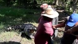 CLEAN : Thousands of crocodiles continue to starve in Honduras farm News Clip