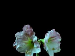 Rotating T/L pink and white Hippeastrum flowers bloom from tight bud, then die, black background, low in frame Stock Footage