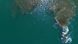 CLEAN : Four sperm whales die in Indonesia beach rescue News Clip