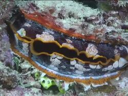 Beautifully coloured clam slowly opens wide before closing shut Stock Footage