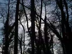 T/L winter sun and clouds moving across sky behind trees, UK woodland Stock Footage