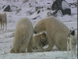 Polar bears (Ursus maritimus) playing with Husky dog (Canis lupus familiaris), Churchill, Manitoba, Canada Stock Footage