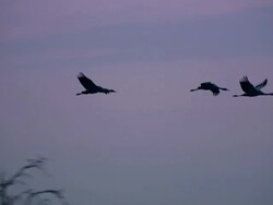 European Cranes (Grus grus), North East Extremadura in Dehesa. The cranes migrate south in winter from Scandinavia and Northern Europe to Spain and roost in large numbers mainly on lake shores. They feed in the dehesas on acorns and invertebrates. Stock Footage