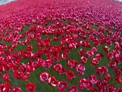 Blood Swept Lands And Seas of Red Poppy Installation Stock Footage