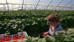 Female farm worker picks strawberries in poly tunnel during harvest. Stock Footage