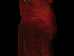 CGI of a three-dimensional reconstruction of a CT scan of a woman pregnant with a 31 week fetus Stock Footage