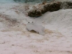 MS TS Flounder pair on sand / Playa del Carmen, Isla Mujeres, Mexico Stock Footage