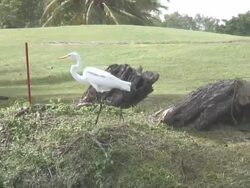 Walking egret  60i Stock Footage