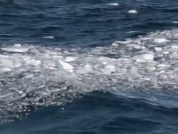 MS PAN Shot of Blue water with chunks of ice moving on waves / Antarctica Stock Footage