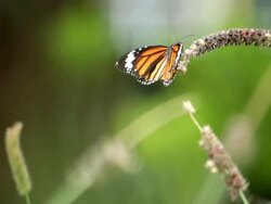 Butterfly on flower Stock Footage