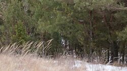 Dry grass sways in the wind. Stock Footage