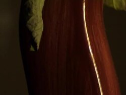 sere roses in the vase Stock Footage