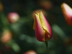 Tulip at Arlington National Cemetery Stock Footage