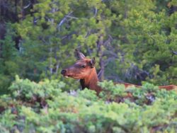 Female elk grazing Stock Footage
