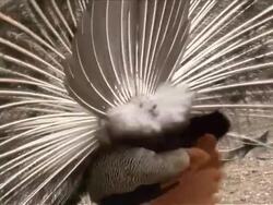 Peacock in the spring. Stock Footage