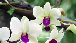 purple orchids Stock Footage
