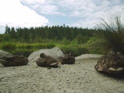 MS Shot of Ducks sit next to water and rocks / Cortes, British Columbia, Canada  Stock Footage