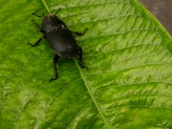 Stag beetle Stock Footage