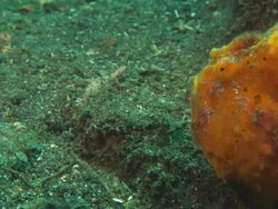 Orange Frogfish eye shot, with prey fish, close up. Indonesia  Stock Footage