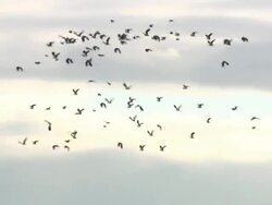 Birds in flight, , North East Extremadura in Dehesa, Extremadura, Spain Stock Footage