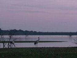 European Cranes (Grus grus), North East Extremadura in Dehesa. The cranes migrate south in winter from Scandinavia and Northern Europe to Spain and roost in large numbers mainly on lake shores. They feed in the dehesas on acorns and invertebrates. Stock Footage