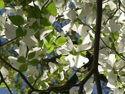 Blossoming Dogwood Tree Stock Footage