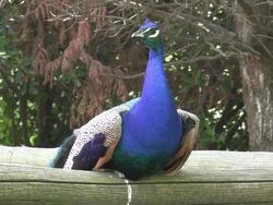 Peacock Stock Footage