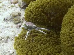 Anemone Crab (Neopetrolisthes macilatus) Stock Footage