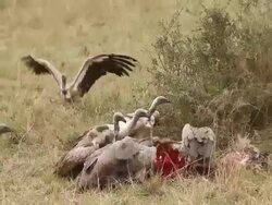 MS African white backed vulture eating wildebeest / National Park, Africa, Kenya Stock Footage