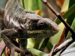 Panther Chameleon Stock Footage
