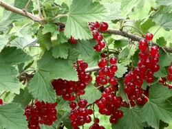 MS Bunches of redcurrant, ribes rubrum hanging on branch / Serrig, Rhineland-Palatinate, Germany Stock Footage