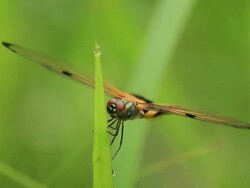 Dragonfly rests on leafs Stock Footage