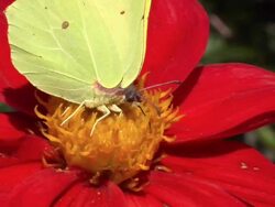 Butterfly, Flower and Bumblebee in slow motion. Stock Footage