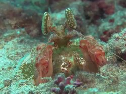 Mantis Shrimp removing rock from burrow, Costa Rica, Pacific Ocean Stock Footage