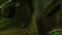 A green chameleon moves its eye. Stock Footage