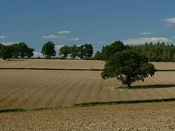 T/L Long Compton wheat fields, September, UK - matches framing of TS307 to TS312, UK Stock Footage