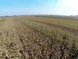 HD: Aerial Shot Of Corn Fields Stock Footage
