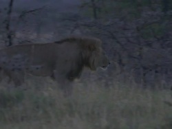 MS TS Lion and lioness walking and laying down / Tanzania Stock Footage