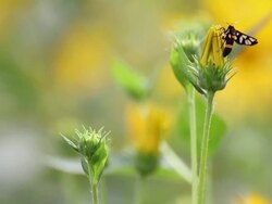 Bug and flower Stock Footage