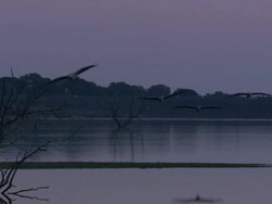 European Cranes (Grus grus) flying low over water and then landing, Dehesa, Extremadura, Spain Stock Footage