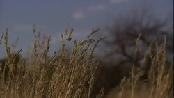 Clouds blow over grasslands in South Africa. Stock Footage